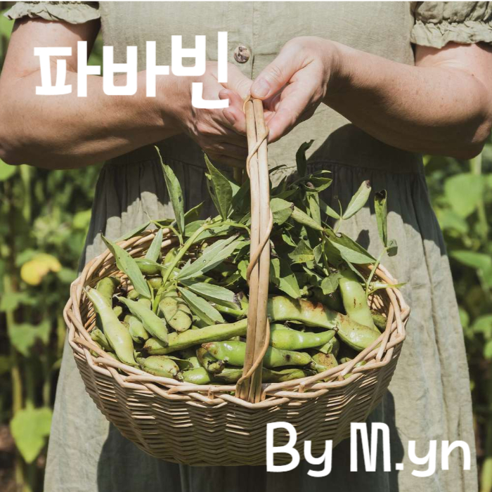 자이언트파바빈
