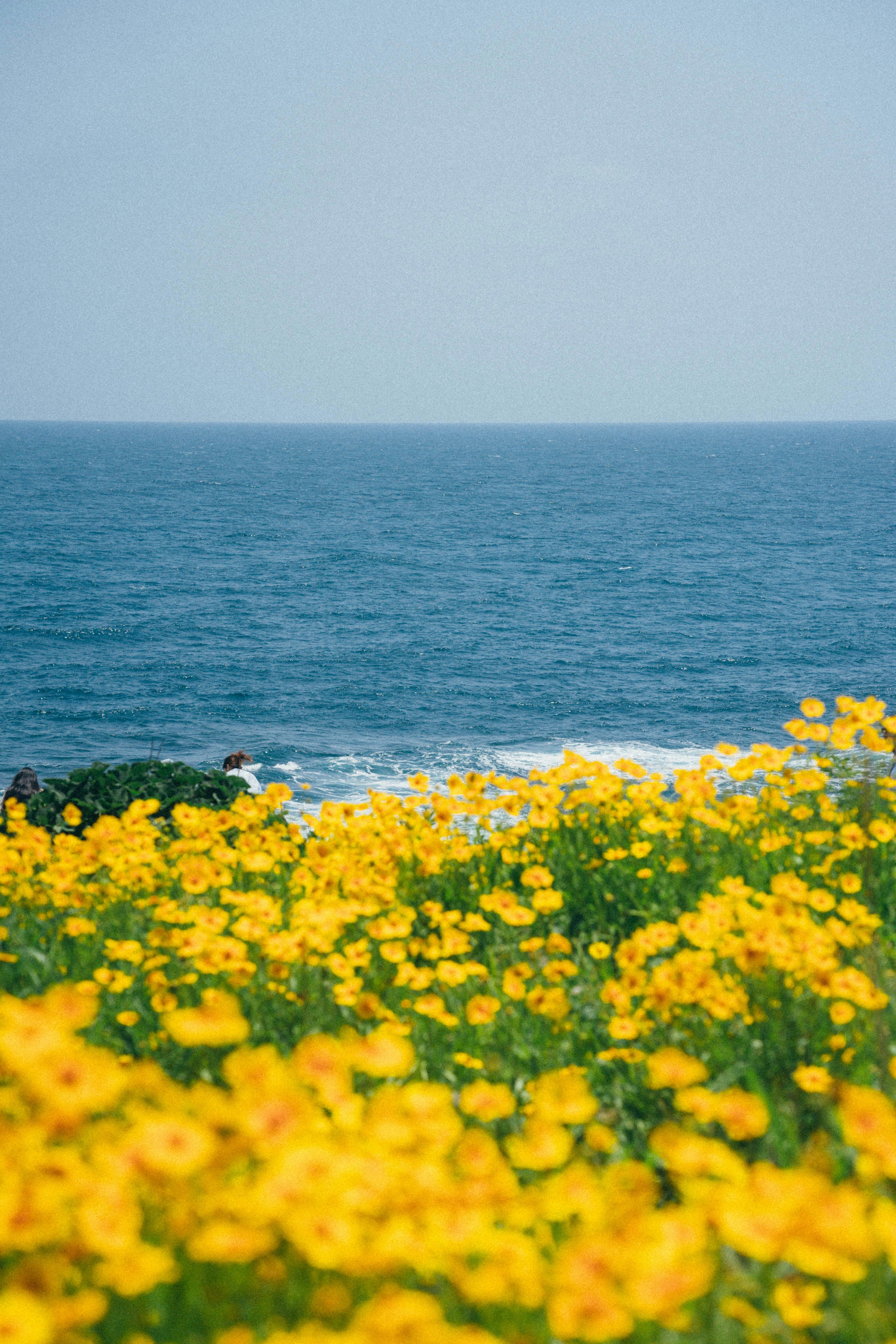 제주 벚꽃 명소