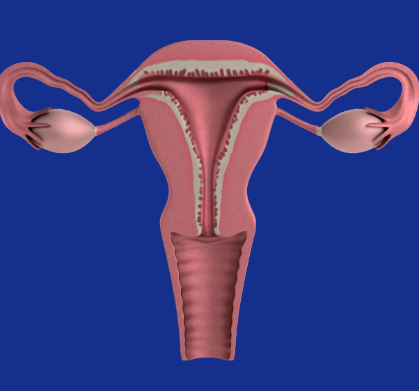 자궁경부암과 관련된 사진2