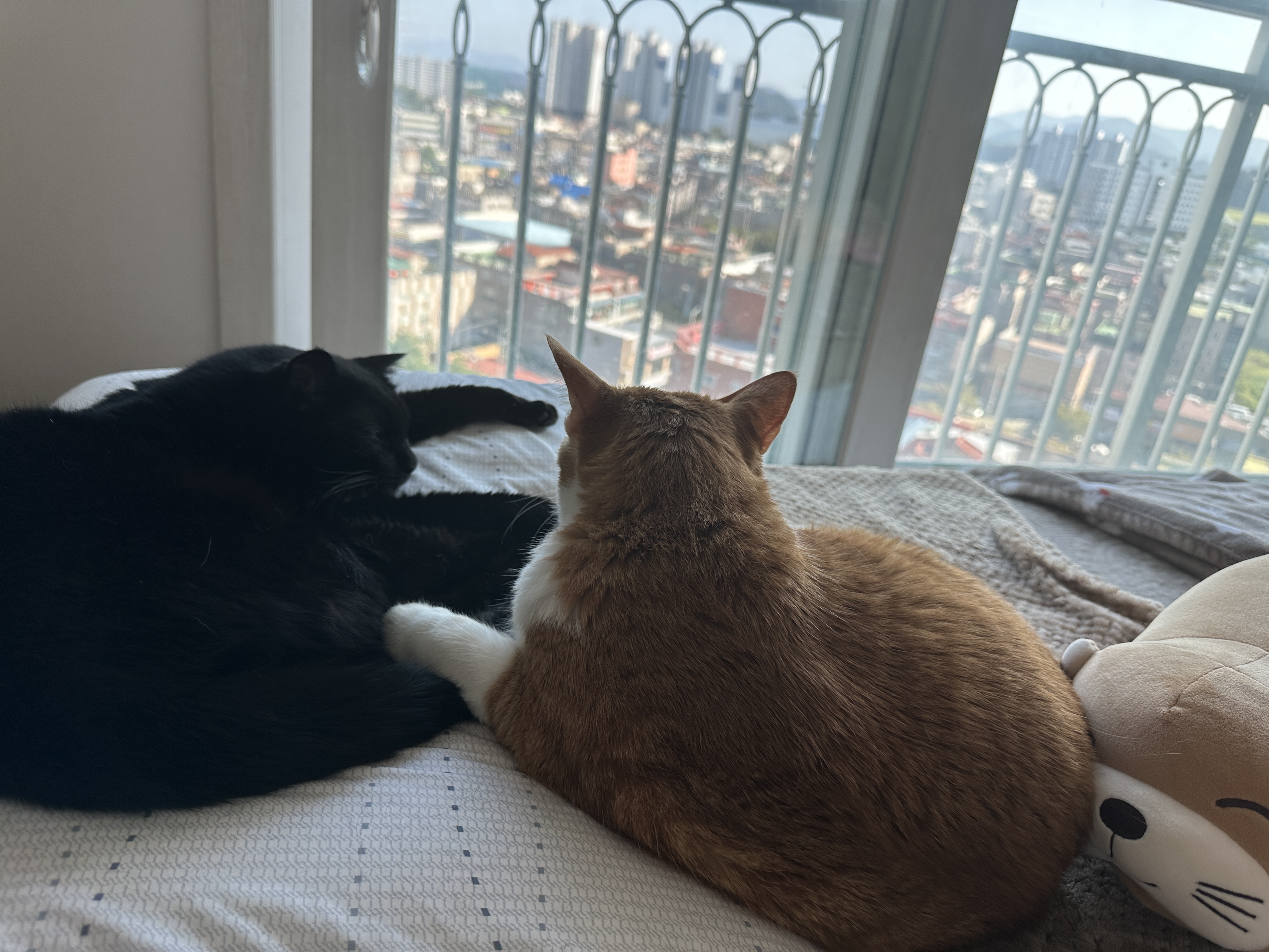 건이와_호야_다정한_모습_1