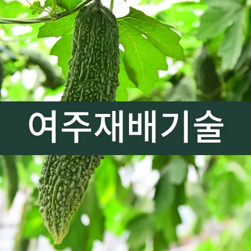 여주 재배 그늘 관리 수분 공급 여름 고온 대책_1