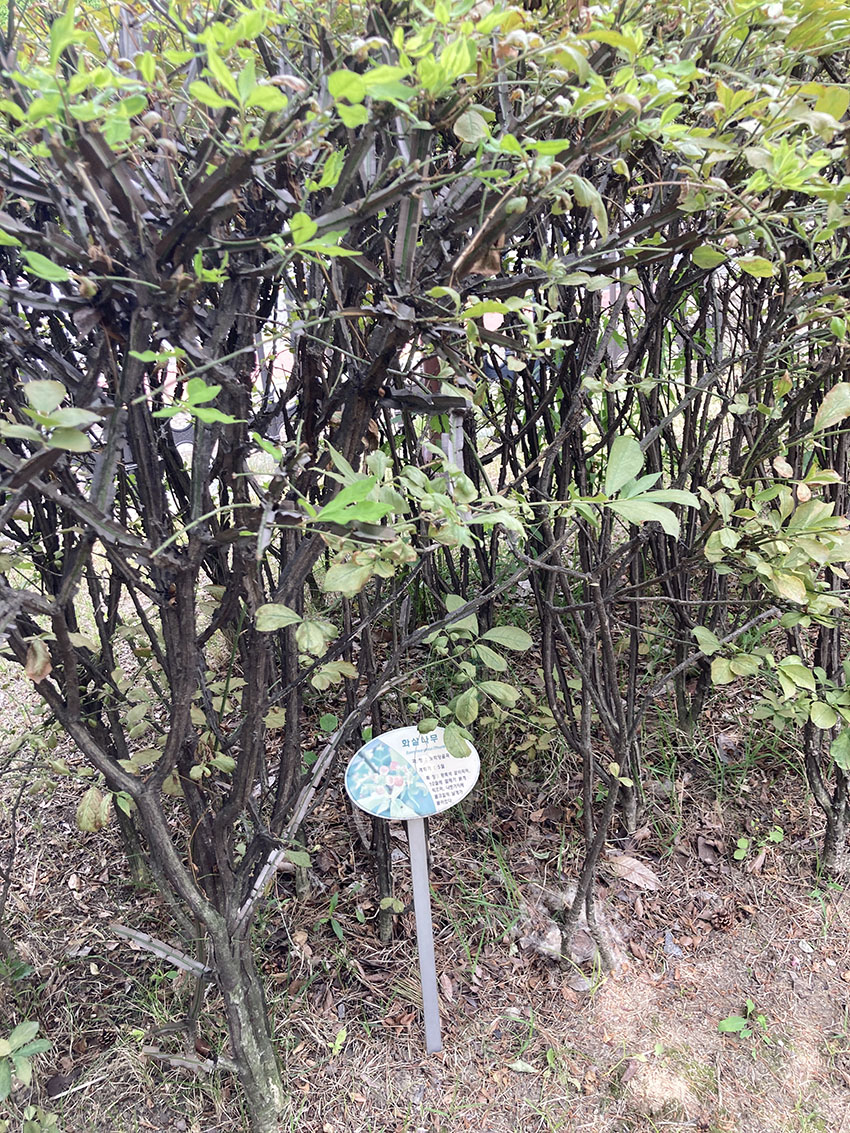 화살나무