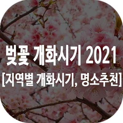 벚꽃 개화시기 썸네일