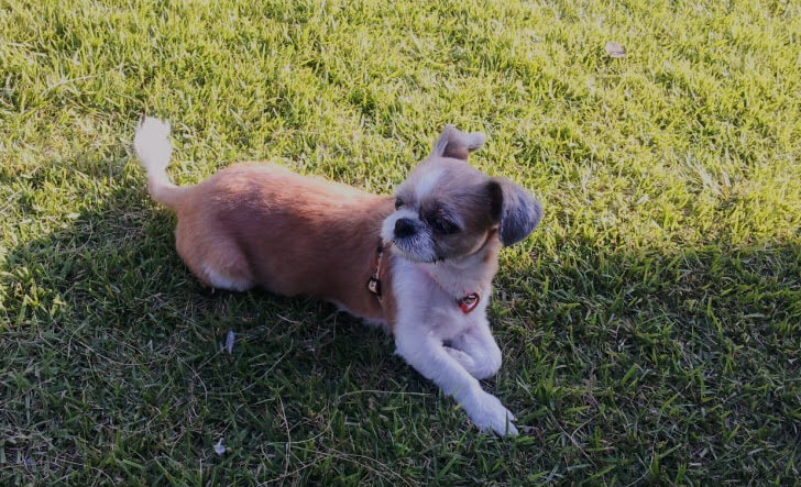 강아지 분양 vs 입양 차이점과 장단점