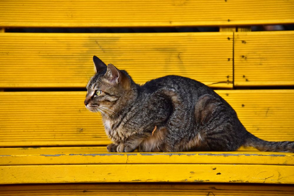 감전시장에서 본 고양이