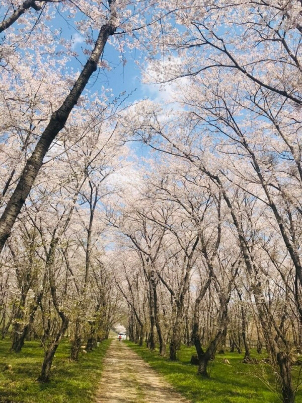 진해군항제