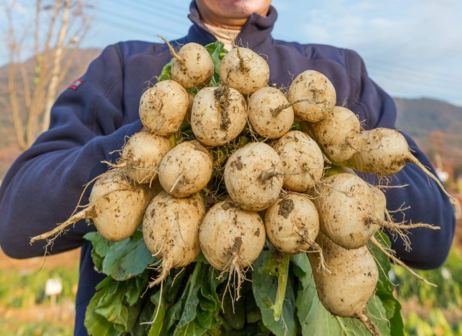 알타리무 한다발을 들고 있는 사람