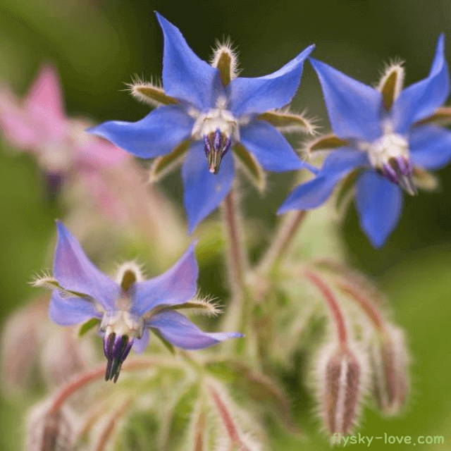 보리지(borage) 활용법