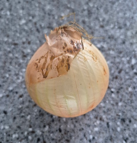 양파