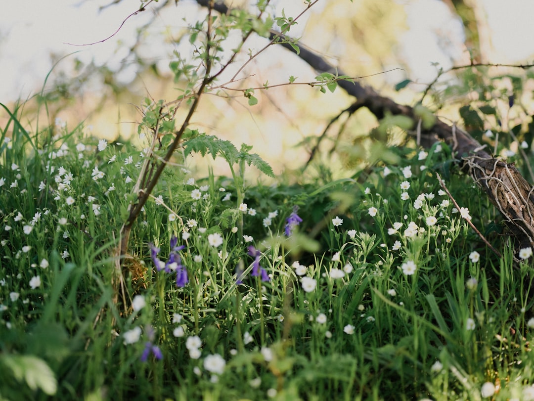 'Spring'