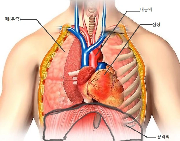 흉곽 내 주요 장기들을 보여주는 사진이다. 심장과 폐 그리고 횡격막을 볼 수 있다.
