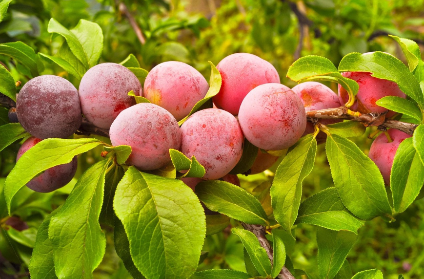 Plums, Berries, Harvest image
