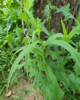왕고들빼기 효능과 섭취시 주의사항 건강 정보_17