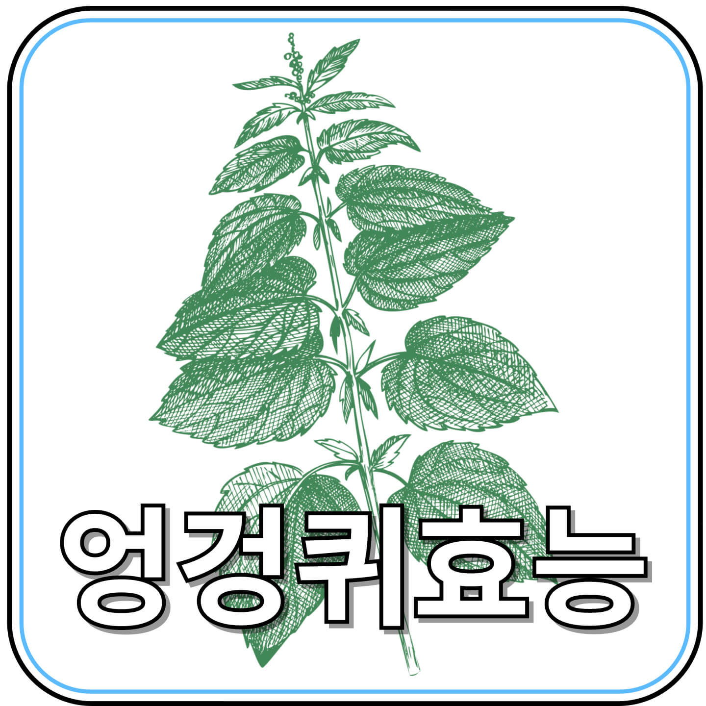 엉겅퀴 효능 총정리: 간 건강부터 항산화 효과까지, 자연이 준 선물