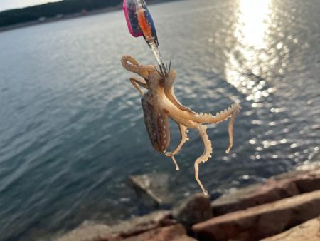 쭈꾸미 낚시 시기 낚시철