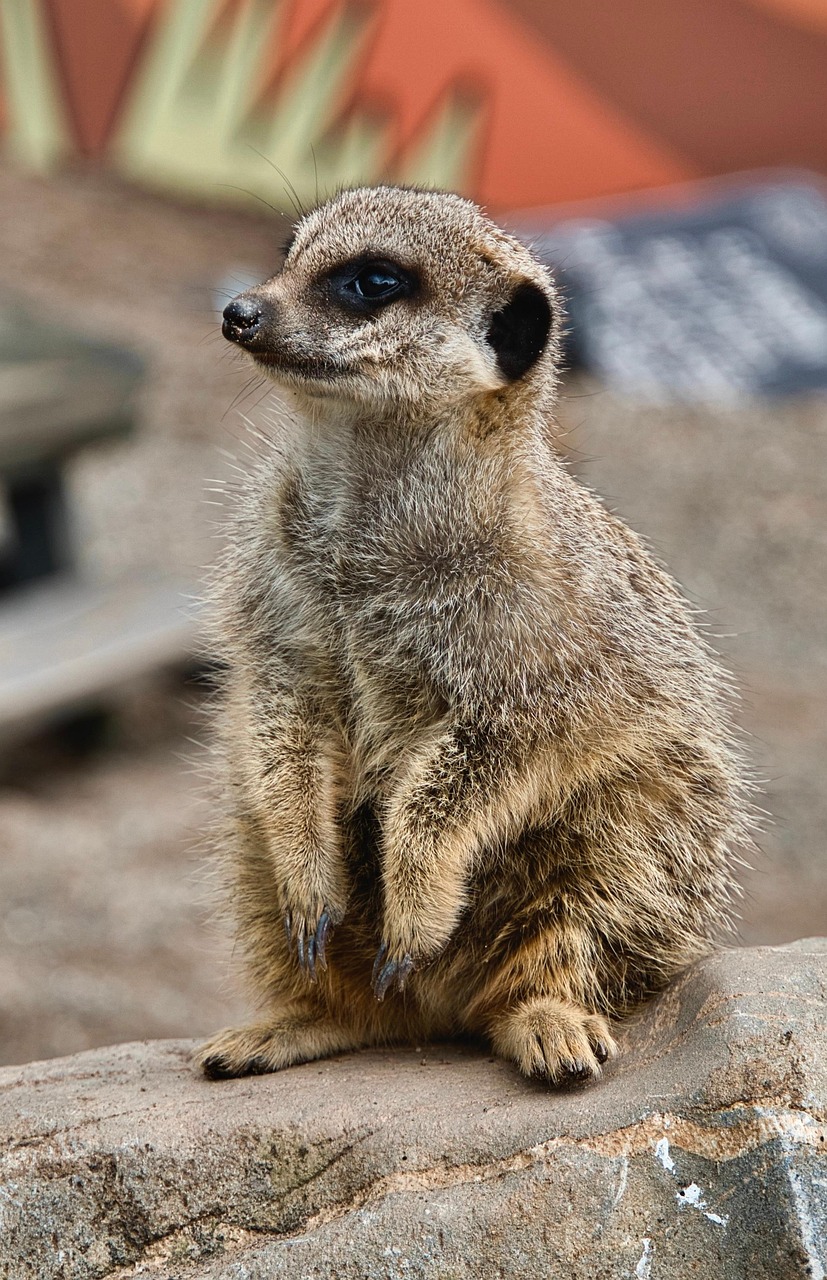 굴 입구에서 홀로 앉아 있는 미어캣