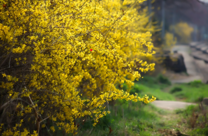입춘(立春) &ndash; 새해의 봄을 맞이하는 첫걸음