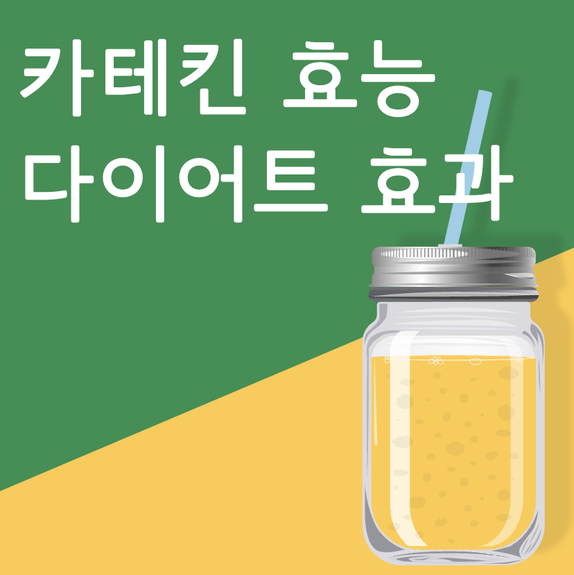 카테킨 효능 부작용 하루 권장량 다이어트 효과