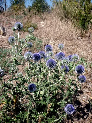 면역력높이는영양제