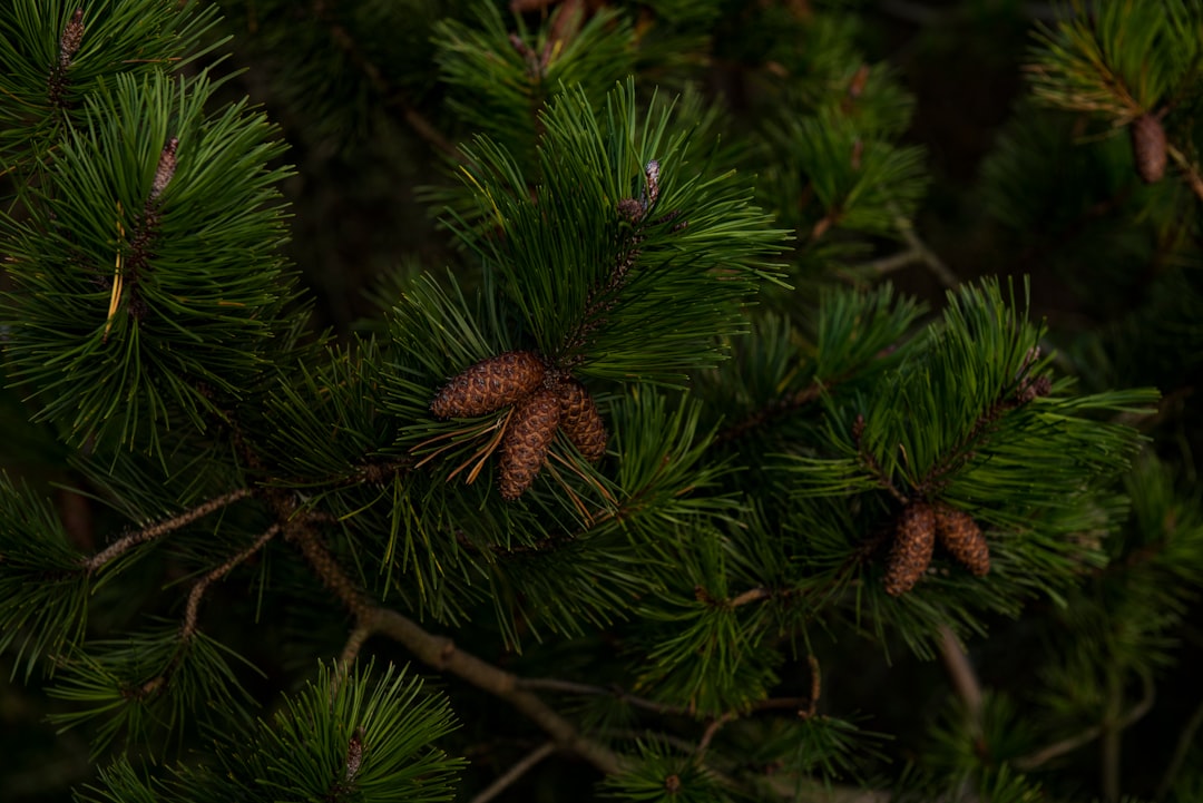 Pine tree