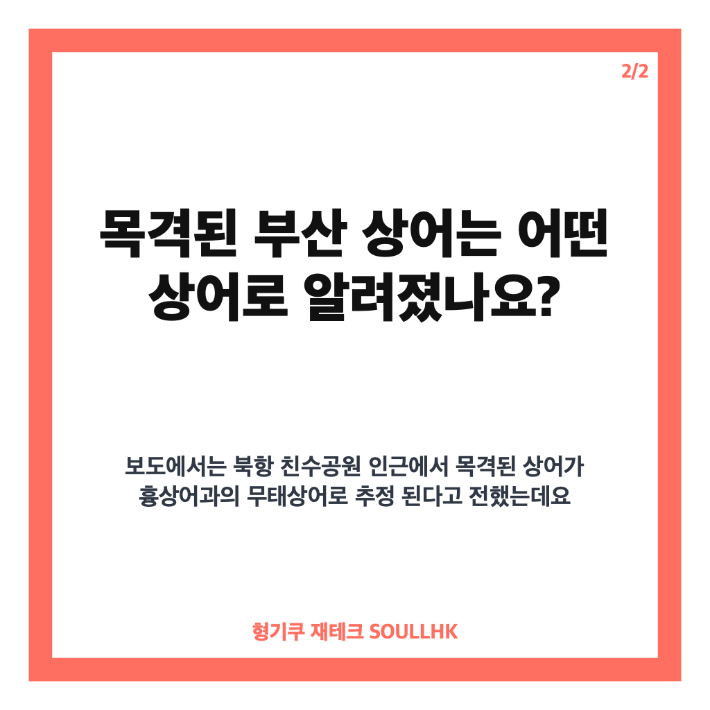 부산 상어, 북항 친수공원 3m급 출몰 현황과 안전 주의사항 카드뉴스 3