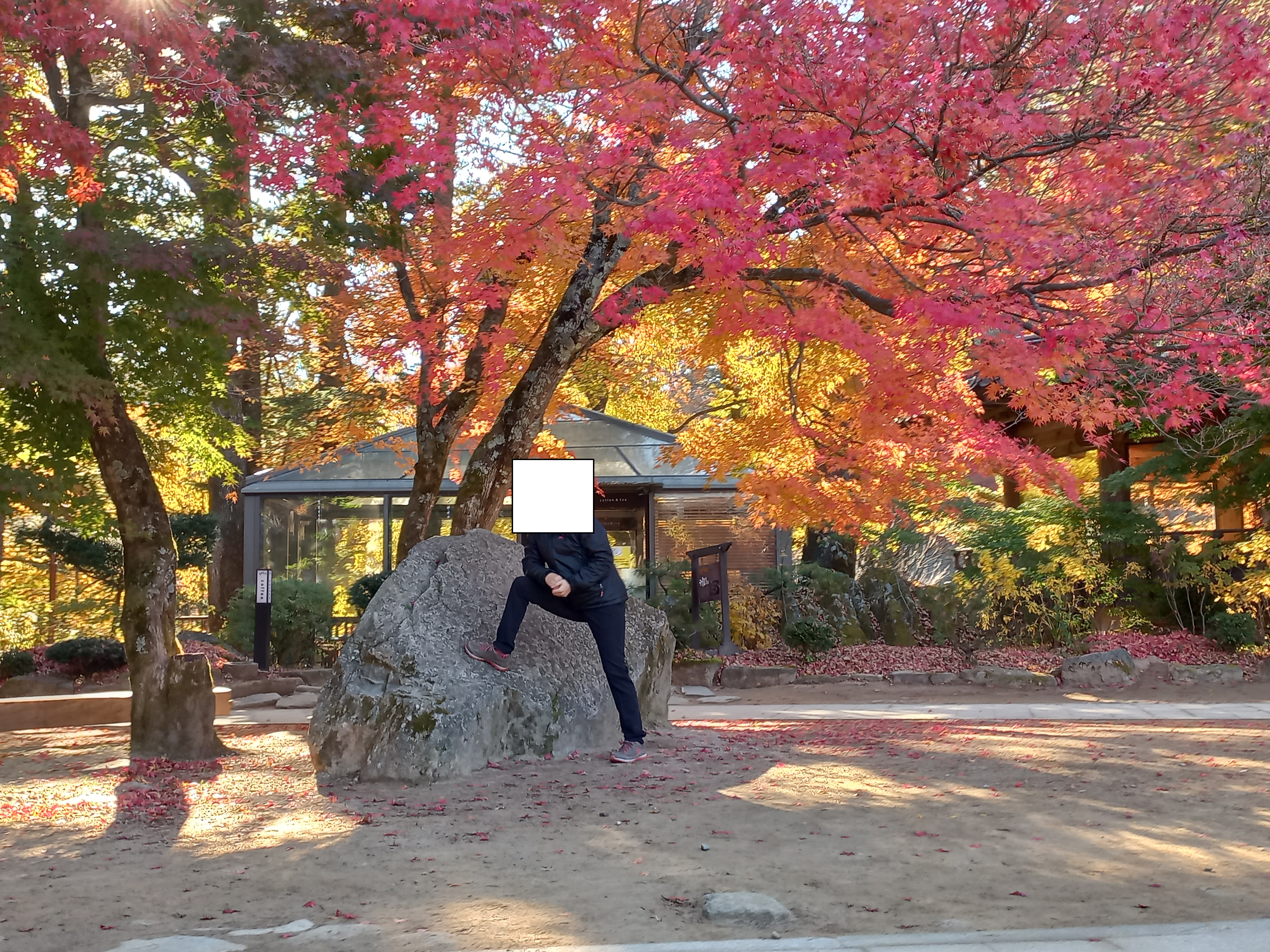 월정사앞단풍나무