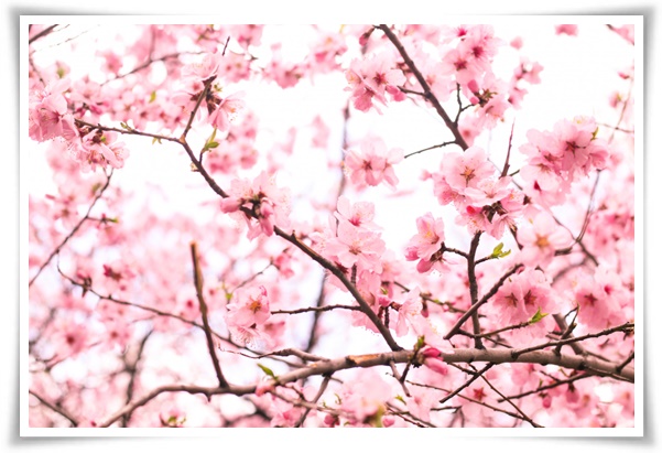"살구꽃과 살구" 수줍은 듯 피어나는 봄 날의 은밀한 분홍빛 속삭임!