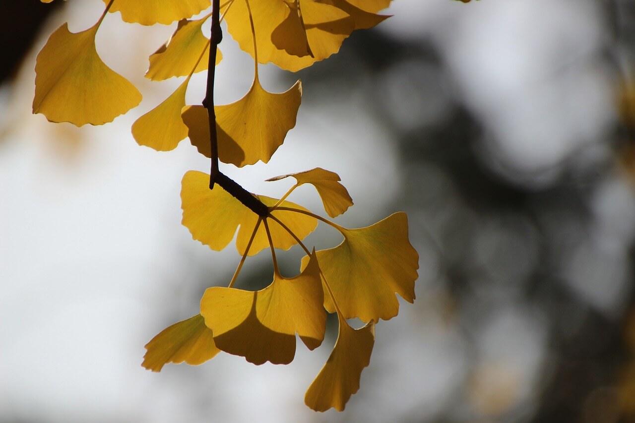 에버랜드 은행나무숲 예약