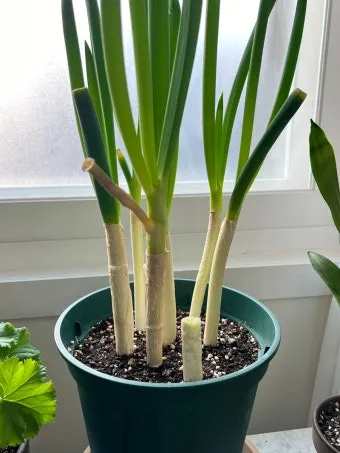 텃밭 대파 키우는 법 토양 북주기 웃거름 병해 예방_20