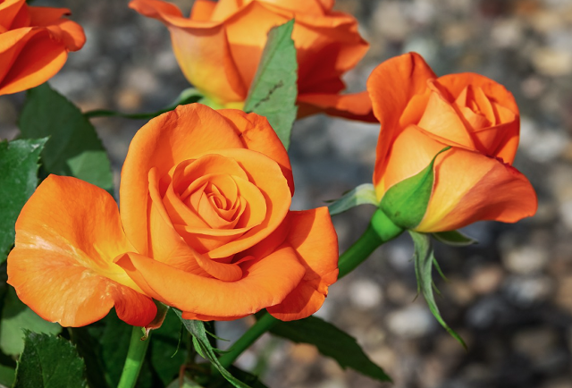 2025 부천 백만송이 장미축제