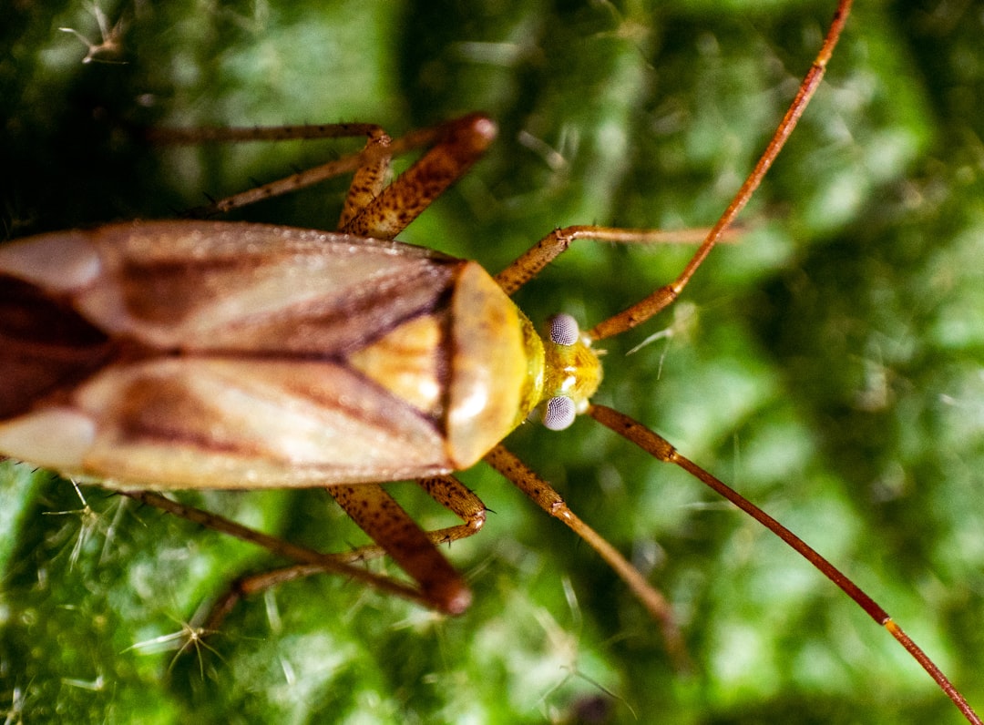 Cockroach