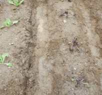 김장 배추 모종 심는 시기