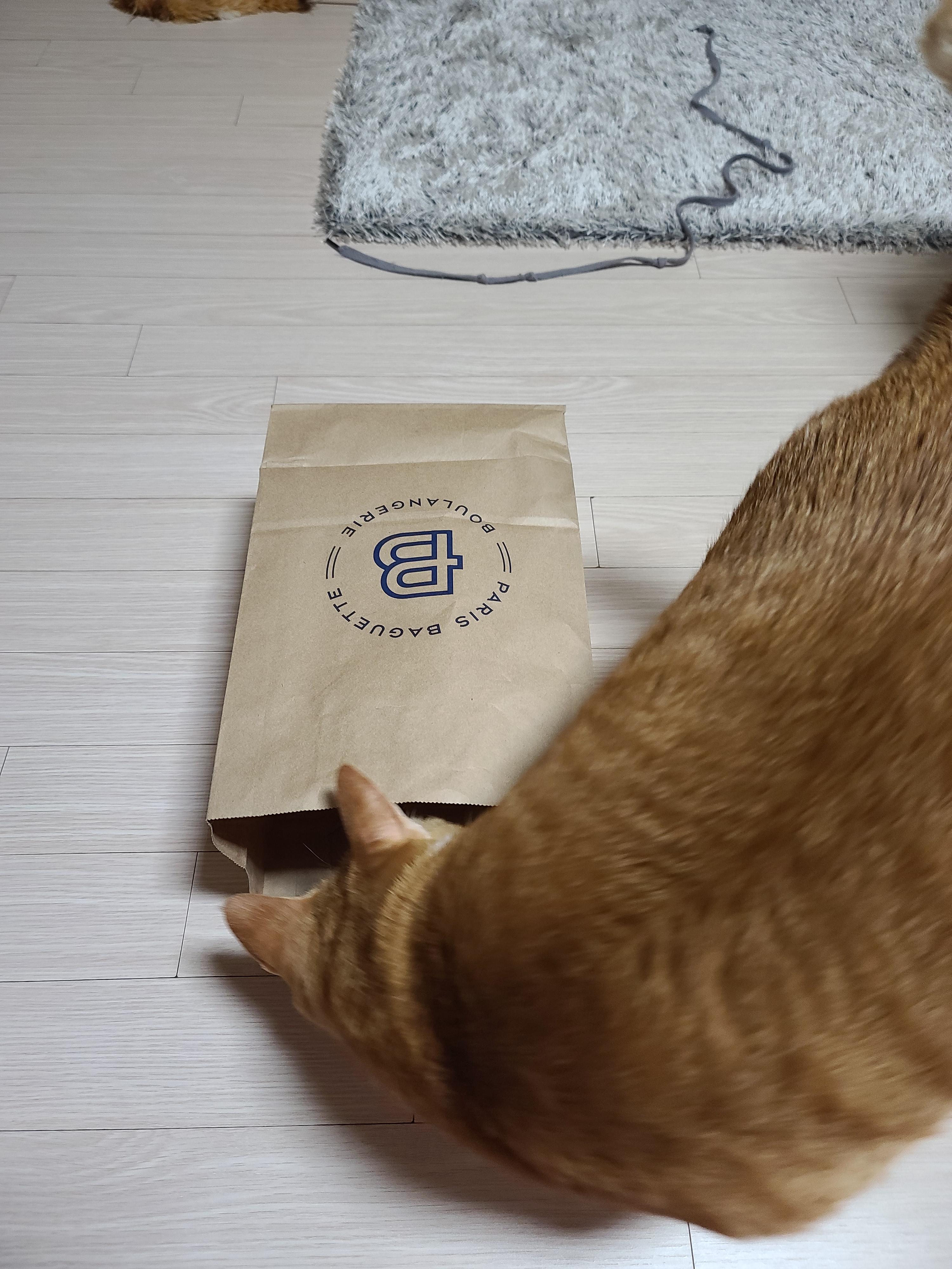 고양이들에게 최고의 장난감은