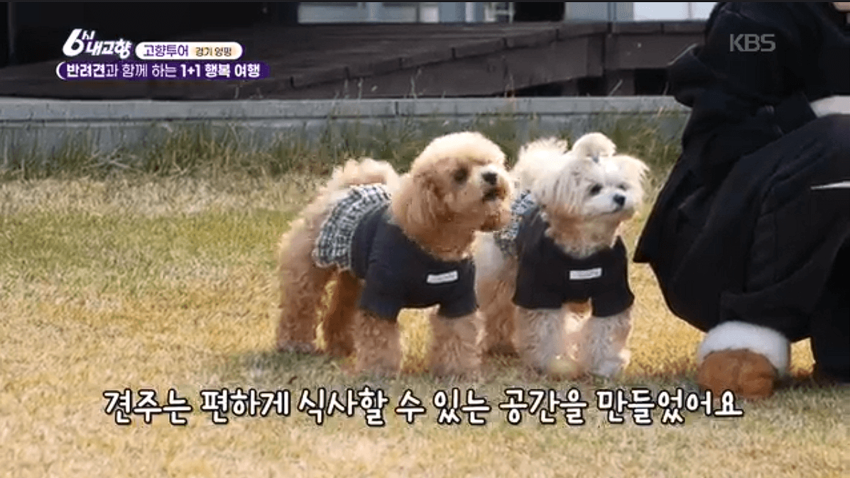 [6시내고향]경기 양평 애견동반 바베큐&middot;정원카페&middot;산악 액티비티 &amp;#39;바베큐레이브 더그림 엑스라이프&amp;#39; 예약 위치 연락처 정보