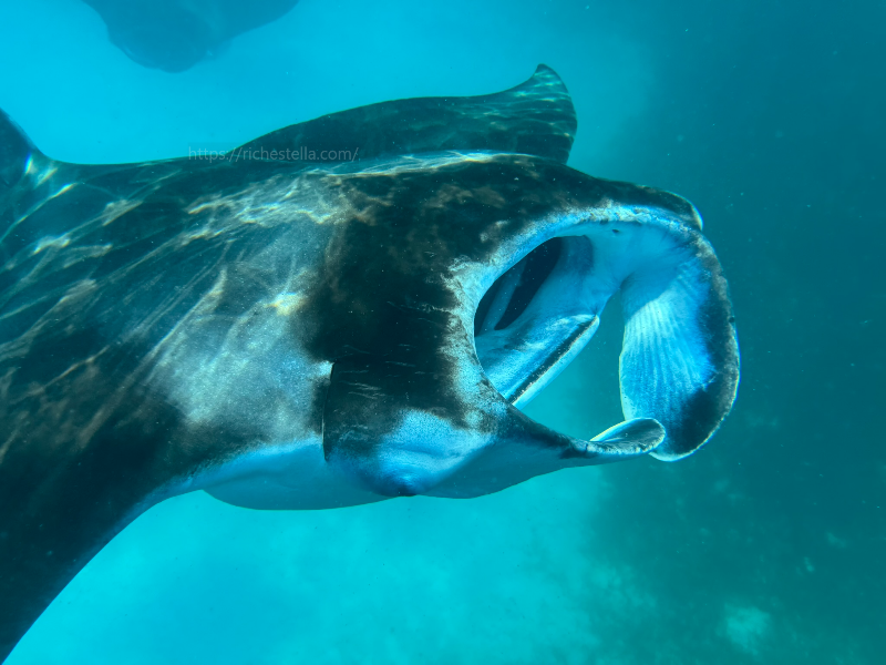 만타가오리 스노쿨링