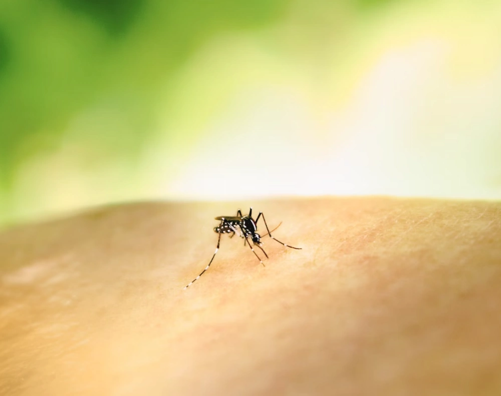 성인 일본뇌염 예방접종