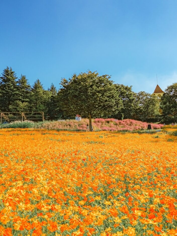 이랜드 황화 코스모스3