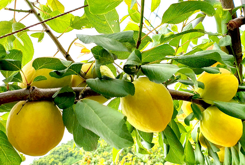 망고링 주문 방법