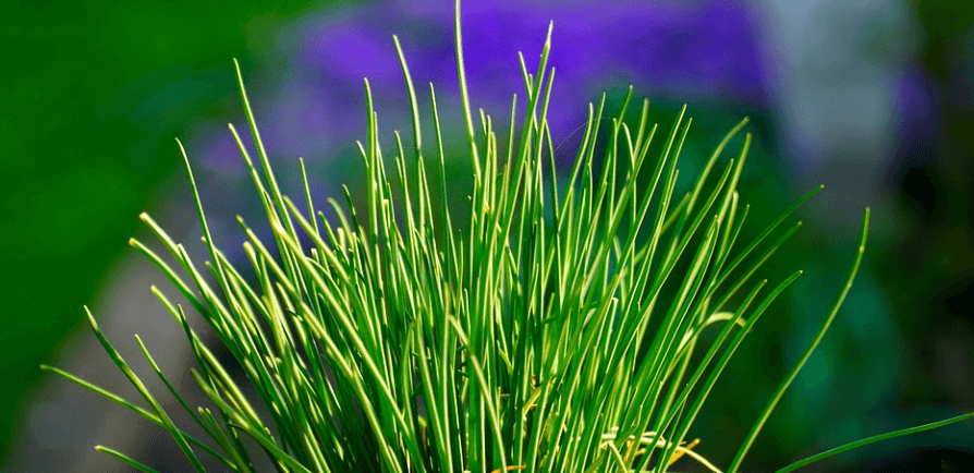 부추가 햇빛을 받고 있다