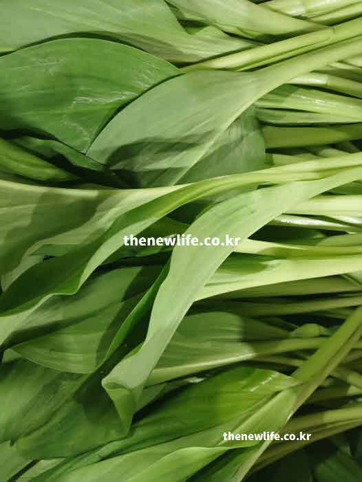 명이나물 효능 시력 보호 베타카로틴