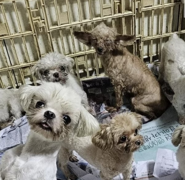 죽은강아지 뱃속 새끼 꺼내 파는 강아지공장&#44; 펫샵의 실체