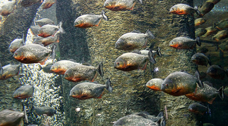 여수 아쿠아플라넷