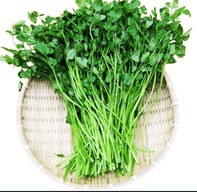 미나리 사진 - 00114