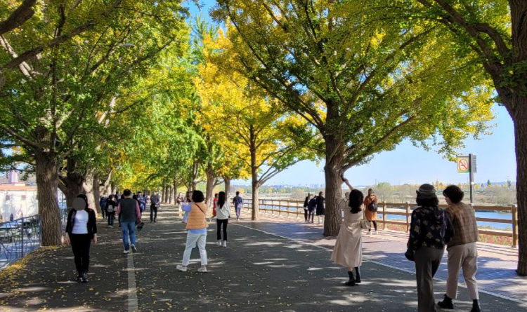 아산 곡교천 단풍나무길