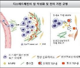 콜라겐과 암의 연관성, 콜라겐 암 유발