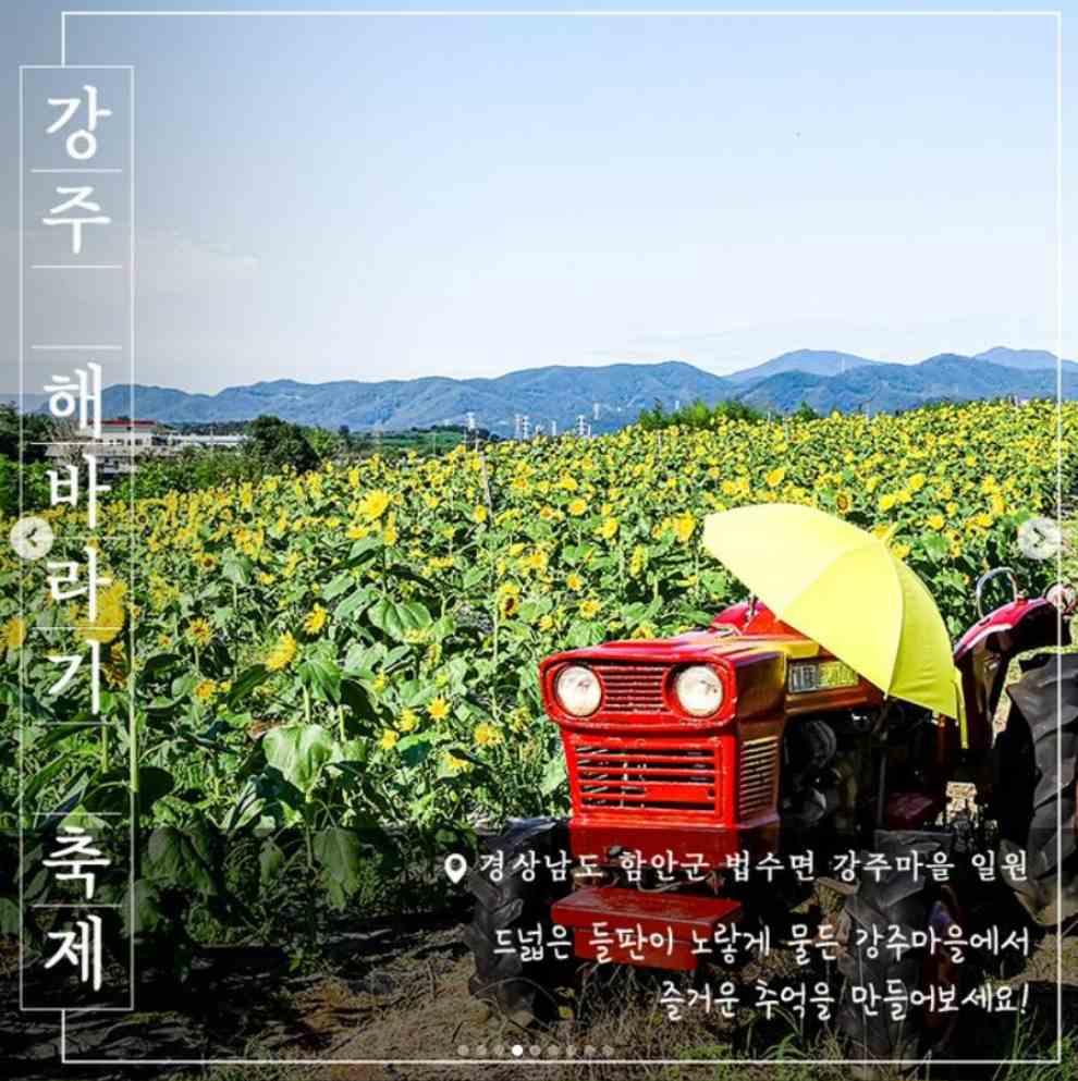 강주 해바라기 축제