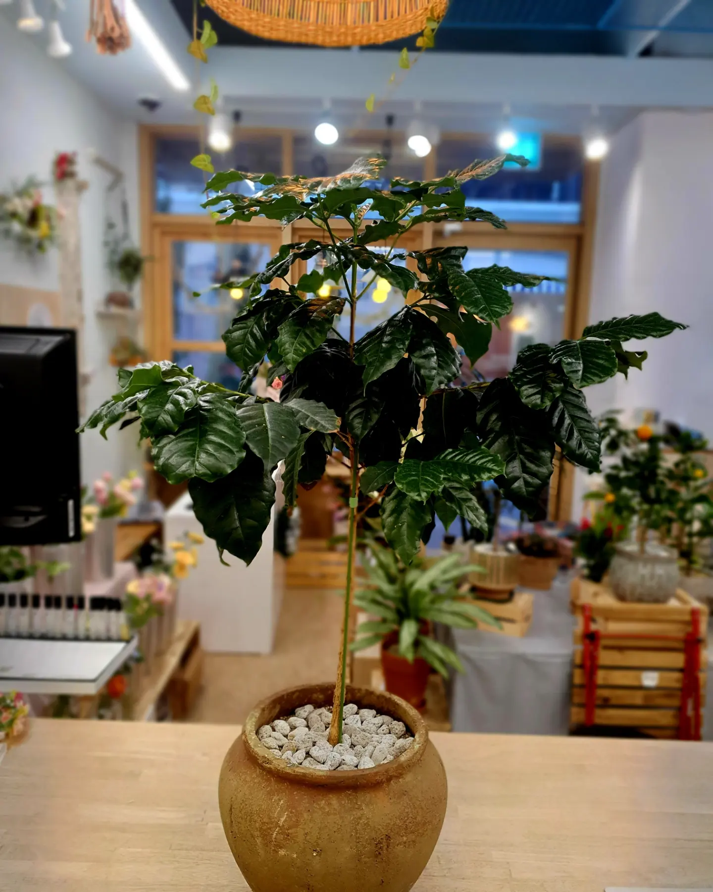 Coffee tree