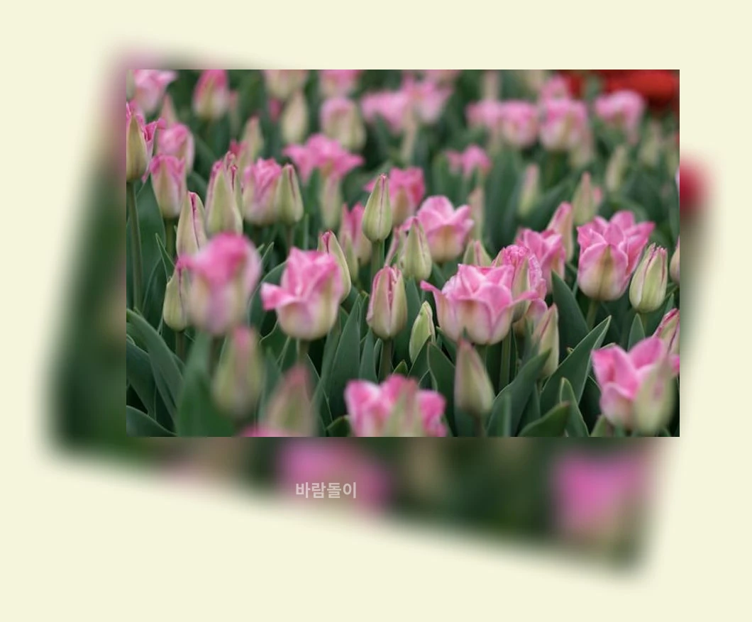 IPTV 선택_2_subsection