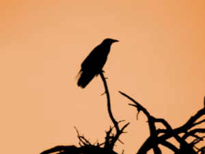 할로윈데이 행사와 축제 알아보기