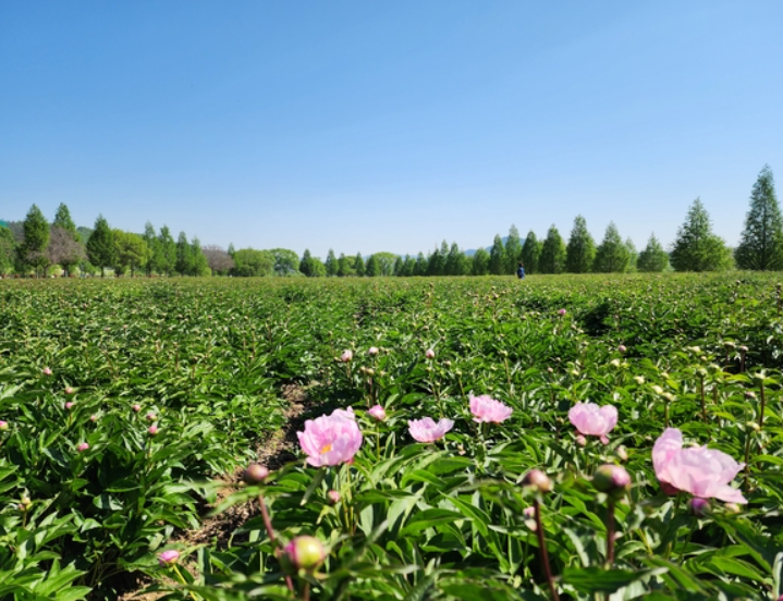 합천 작약 축제